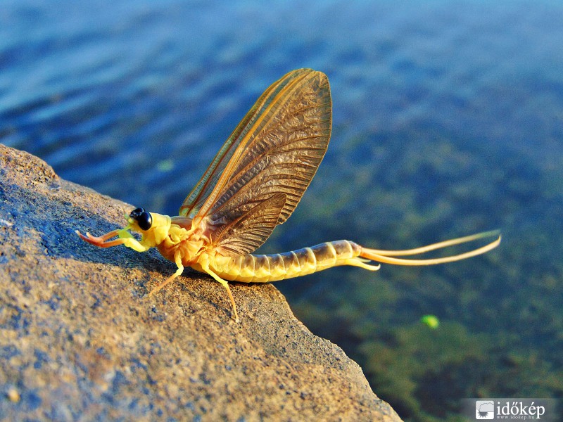 A Tisza csodája