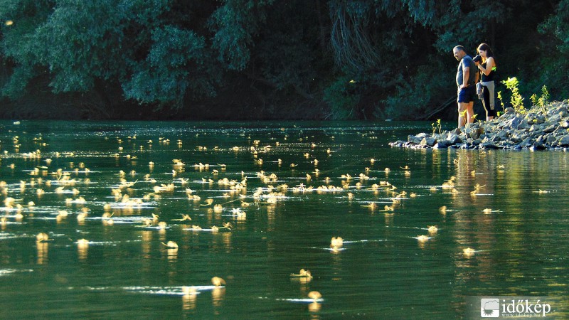 Fellépők a Tisza színpadán