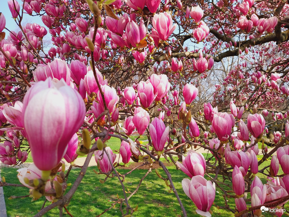 Magnólia virágzás Szeged.