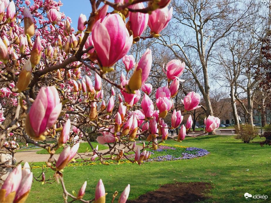 Magnólia virágzás Szeged.