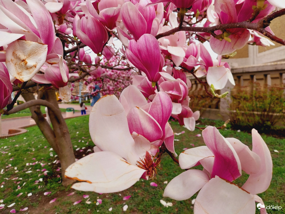 Magnólia virágzás Szeged.