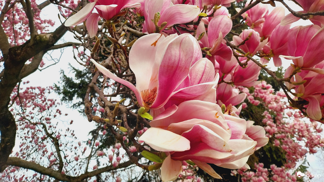 Magnólia virágzás Szeged.