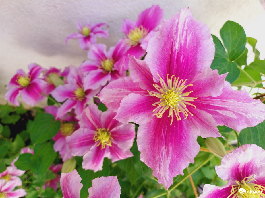 Clematis 