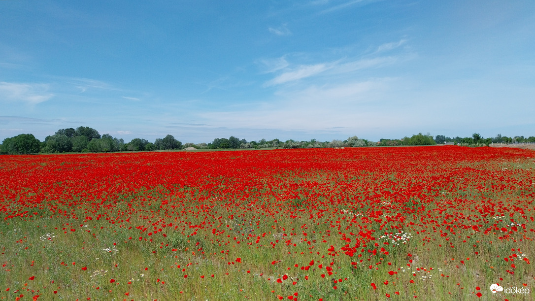 Domaszék délelőtt
