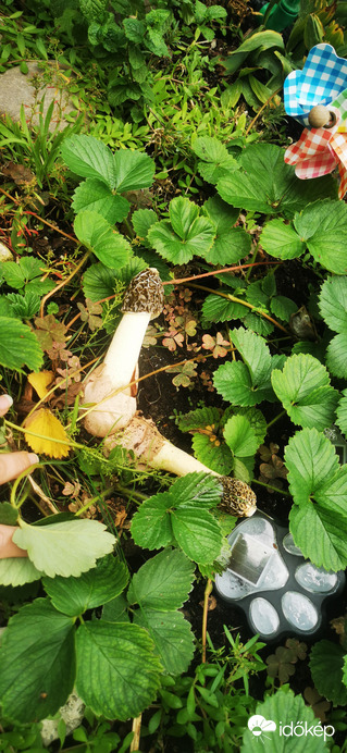 Észlelési fényképek