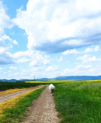 Vágta