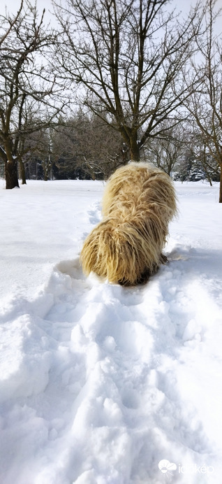 Fehér puli a hóban, avagy a magyar jegesmedve