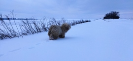 Fehér puli a hóban, avagy a magyar jegesmedve
