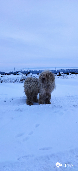 Fehér puli a hóban, avagy a magyar jegesmedve