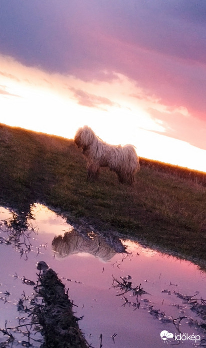 Puli a naplementében