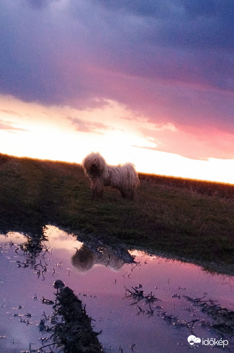 Puli a naplementében