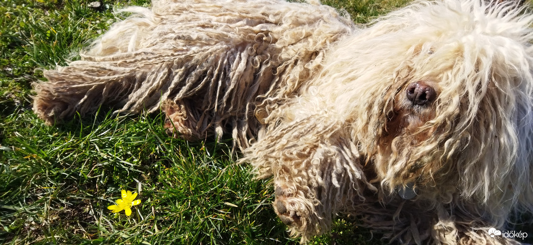 Találtam egy virágot!