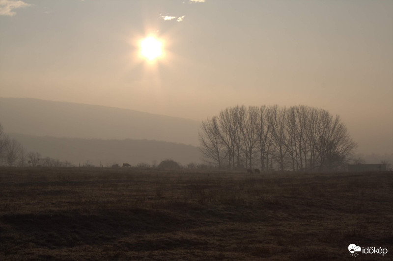 Nap és a tehenek