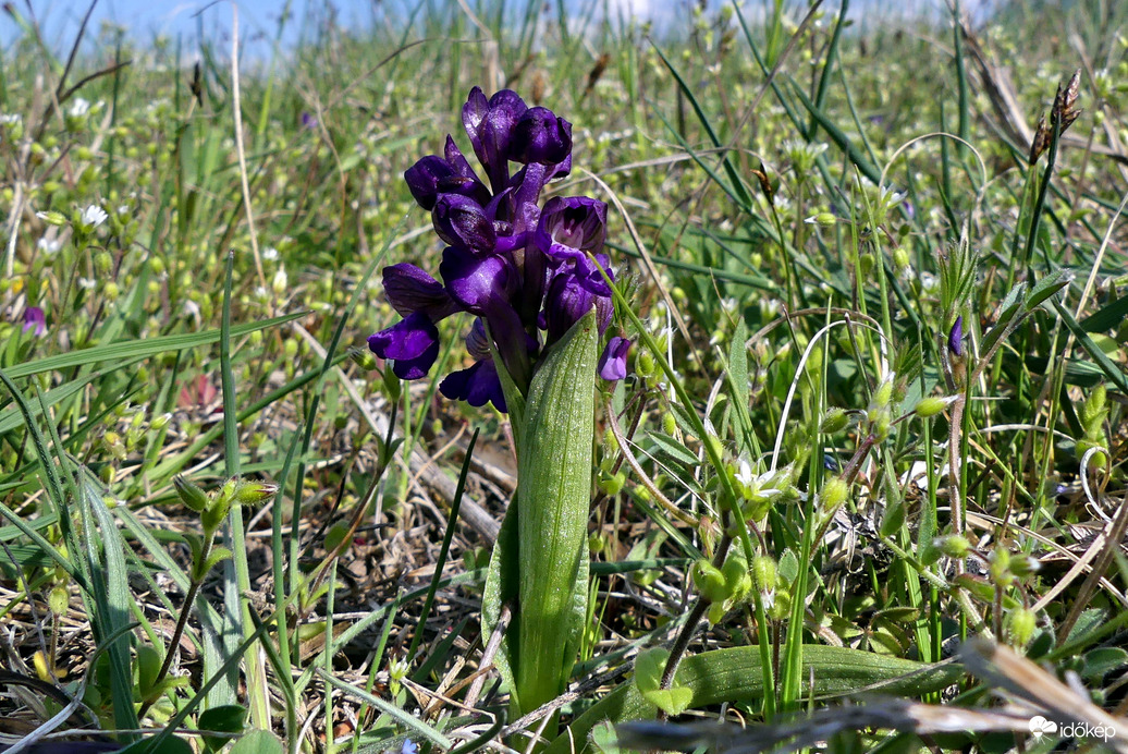 Agárkosbor (1)