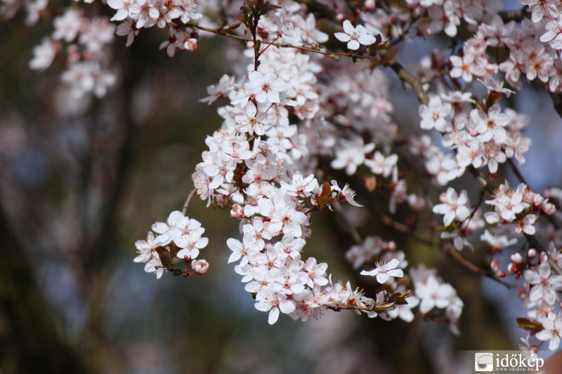 Szilvafa virágzása