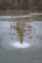 Fagyos Mártélyi Holt-Tisza