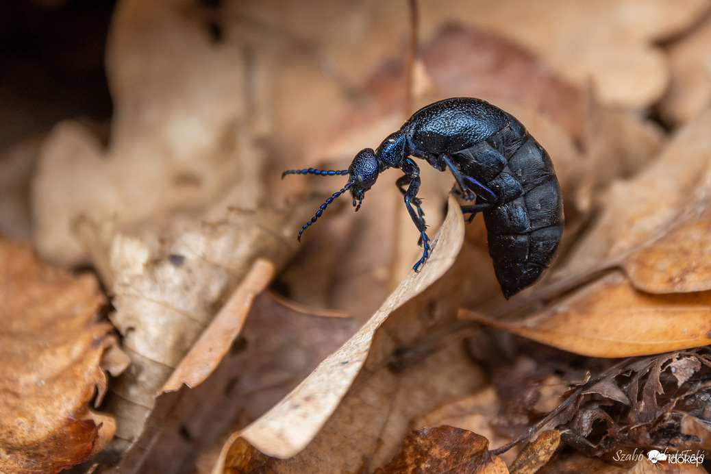 Közönséges nünüke - Meloe proscarabaeus