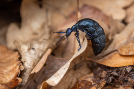 Közönséges nünüke - Meloe proscarabaeus