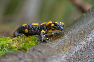 Foltos szalamandra (Salamandra salamandra)