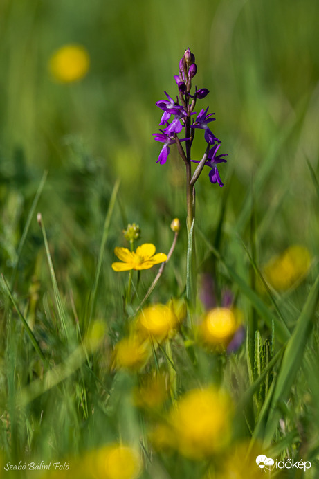 Mocsári kosbor (Anacamptis laxiflora)