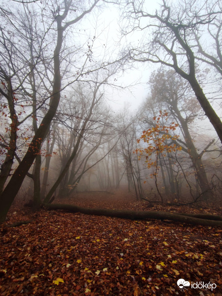 Ködös reggel