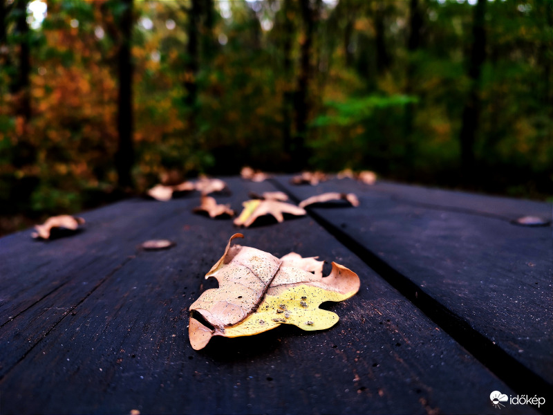 Őszi levelek