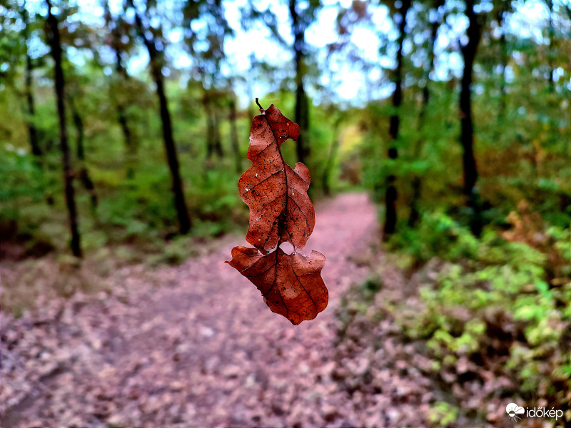 Lehulló levél 2
