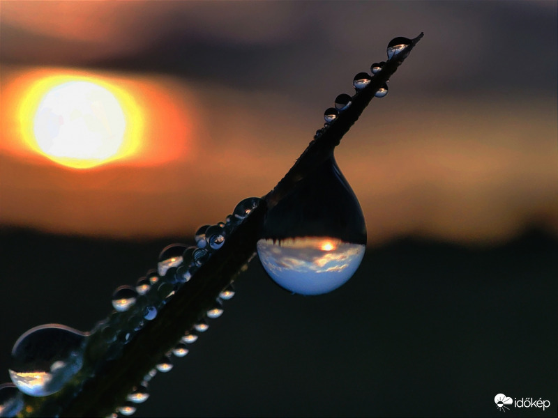Vízcsepp hajnalban