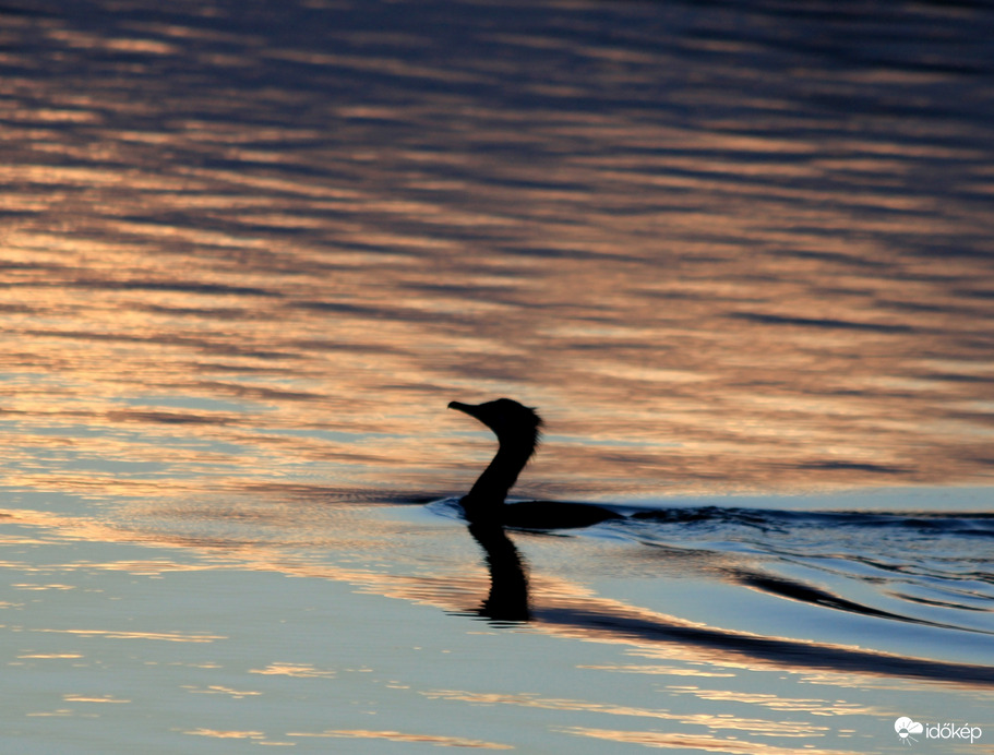 Kárókatona az aranyló tóban