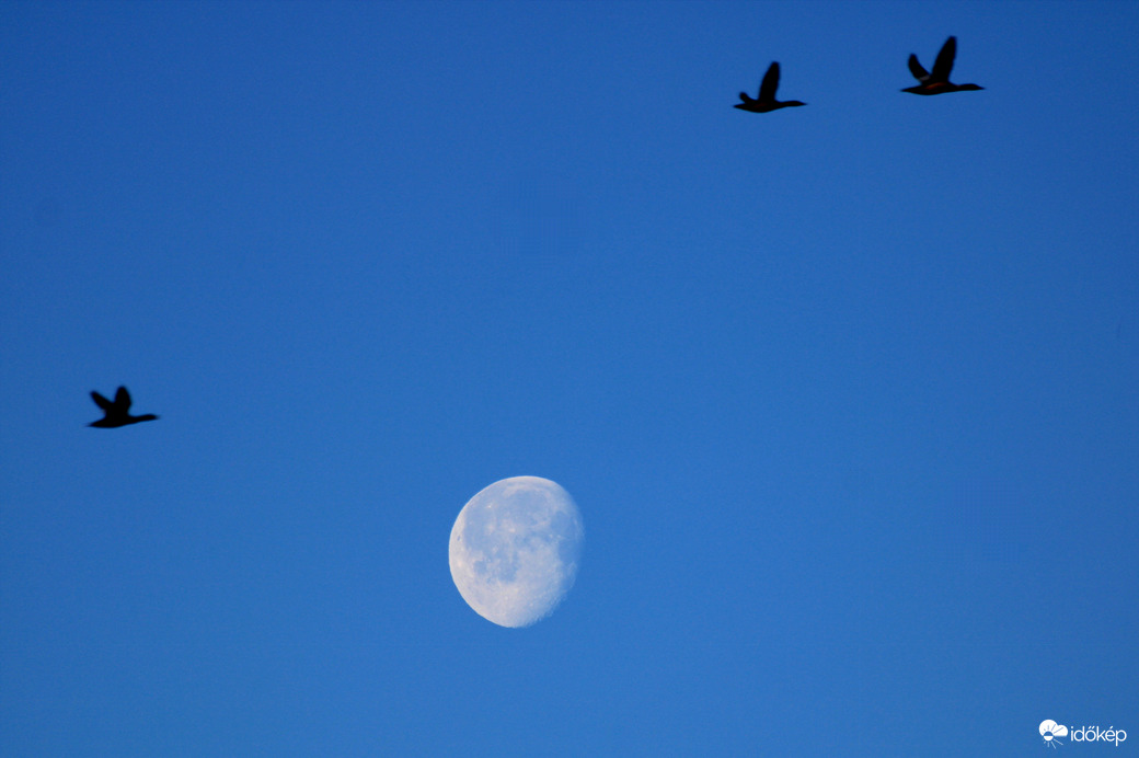 Vadkacsák a "Hold körül"