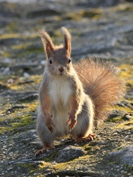 Margit-sziget mókusa 