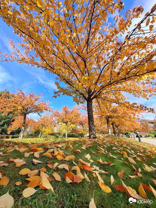 Hulló falevelek 