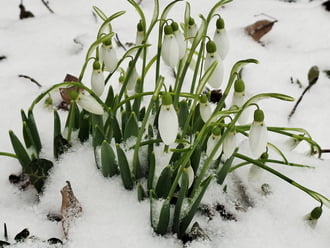 Hóvirágok hóban