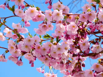 Japán cseresznyefa virágzás 