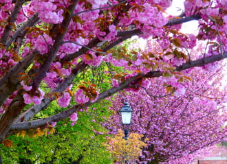 Tóth Árpád sétány 