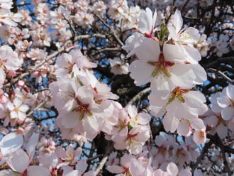 Mandulafa virágzás 