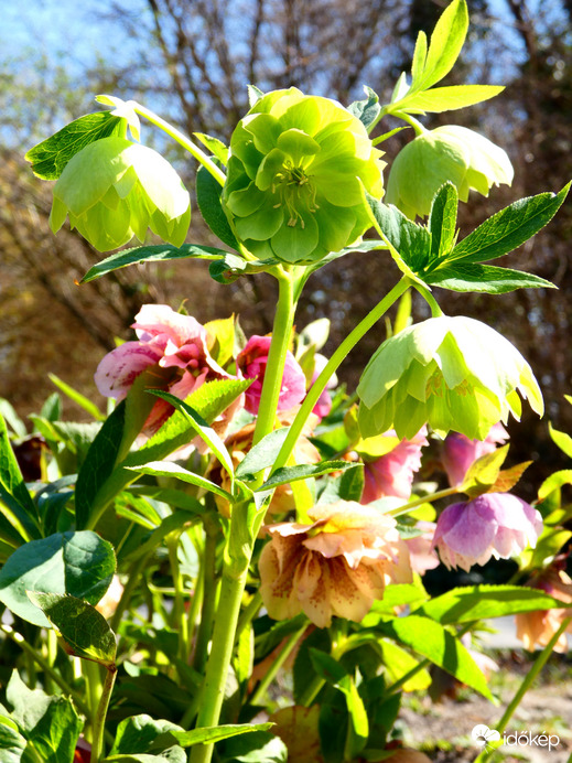 Észlelési fényképek