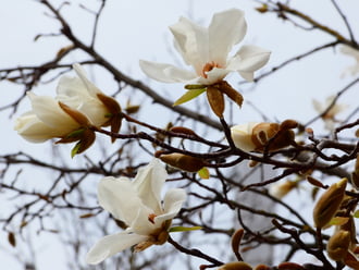 Fehér magnólia virágzás 