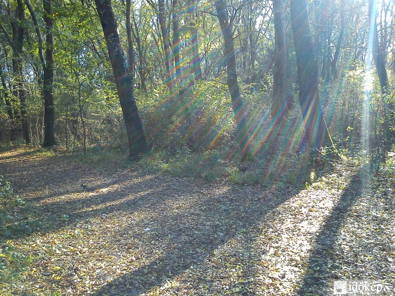 Győr, püspökerdő