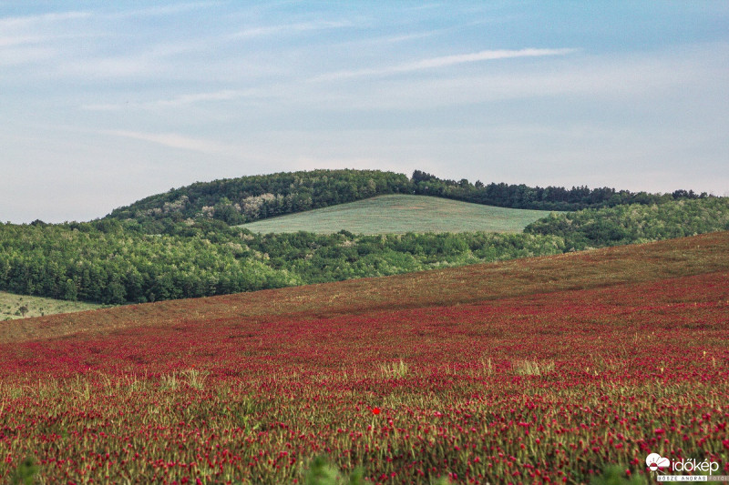 Bíbormező