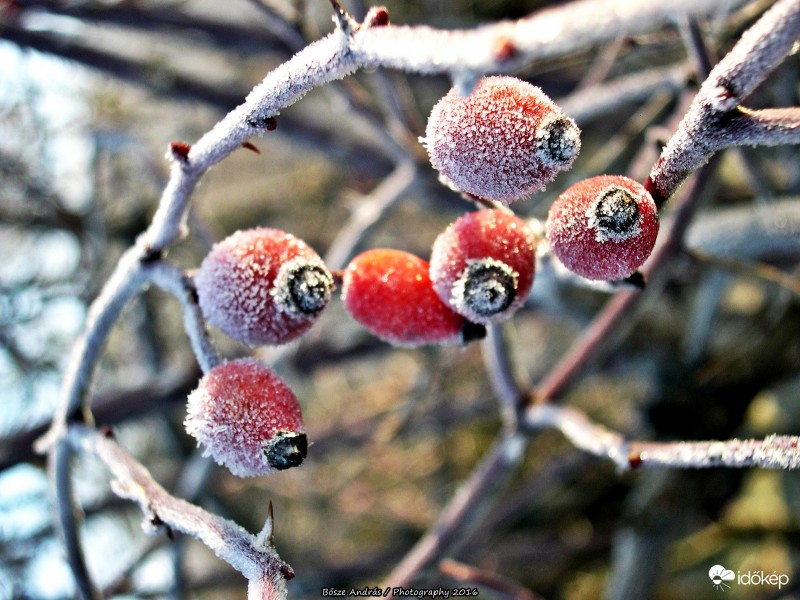 Zúzmarás reggel (2016.12.17)-2