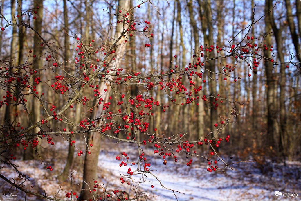 Téli erdő piros gyöngyei