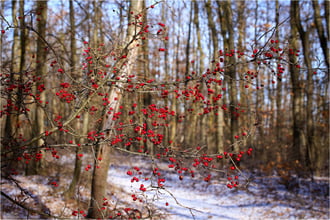 Téli erdő piros gyöngyei