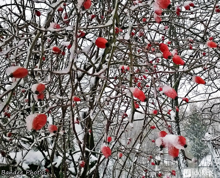 Téli kincsünk, a csipkebogyó