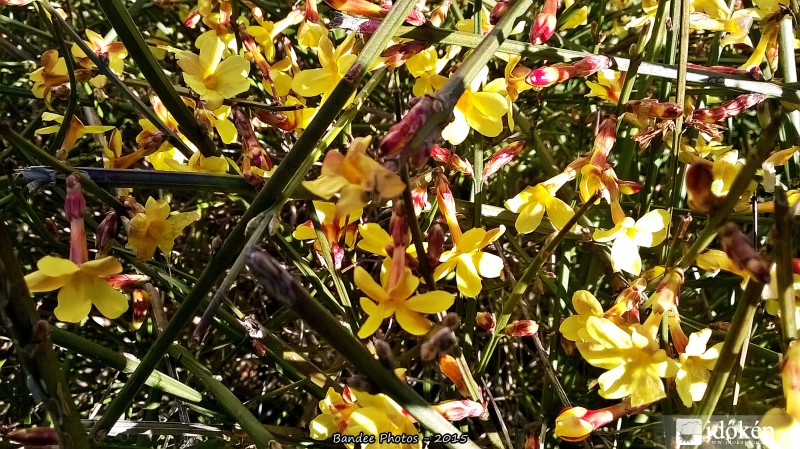 Balatonboglár - Itt a Tavasz