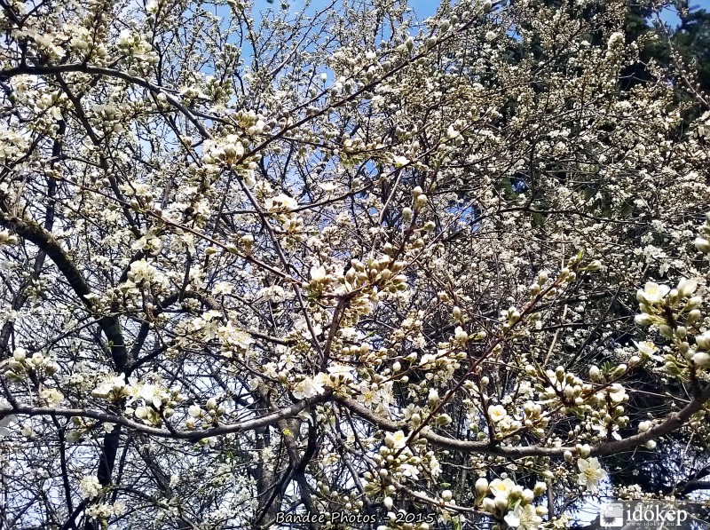 Vadszilva virágzás