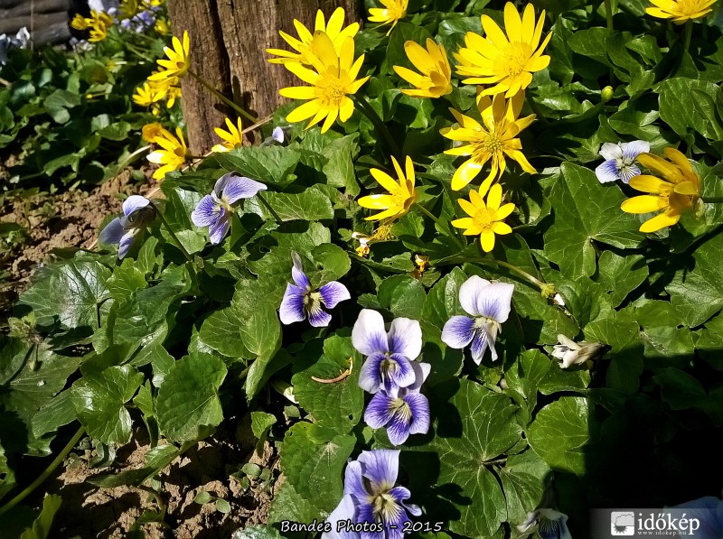 Amerikai Ibolya + Salátaboglárka