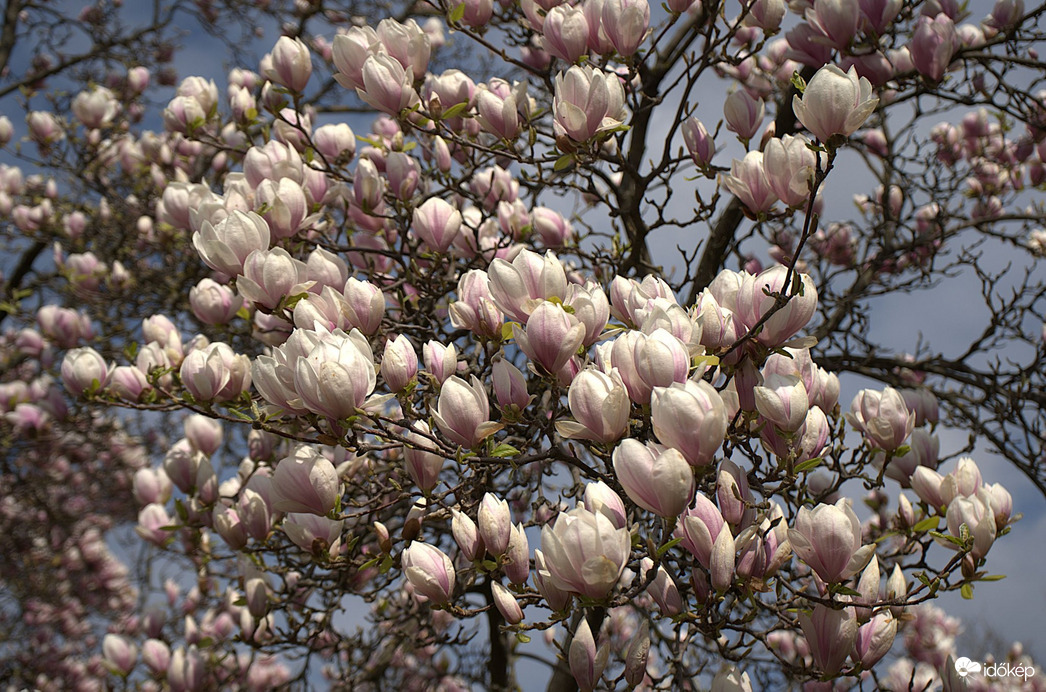 Magnólia virágzás