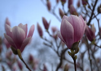 Magnólia