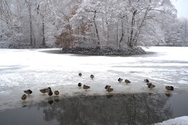 Fél lábon alszanak :)